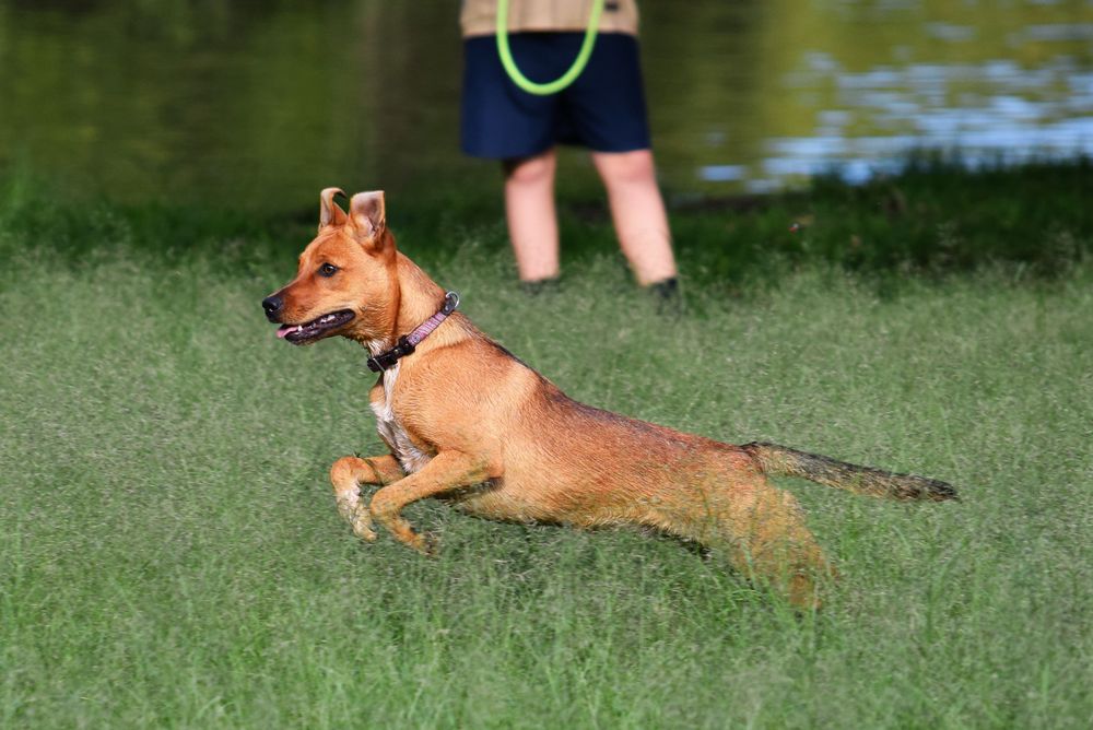 Pexels stock photograph of a happy dog running through a sunny field