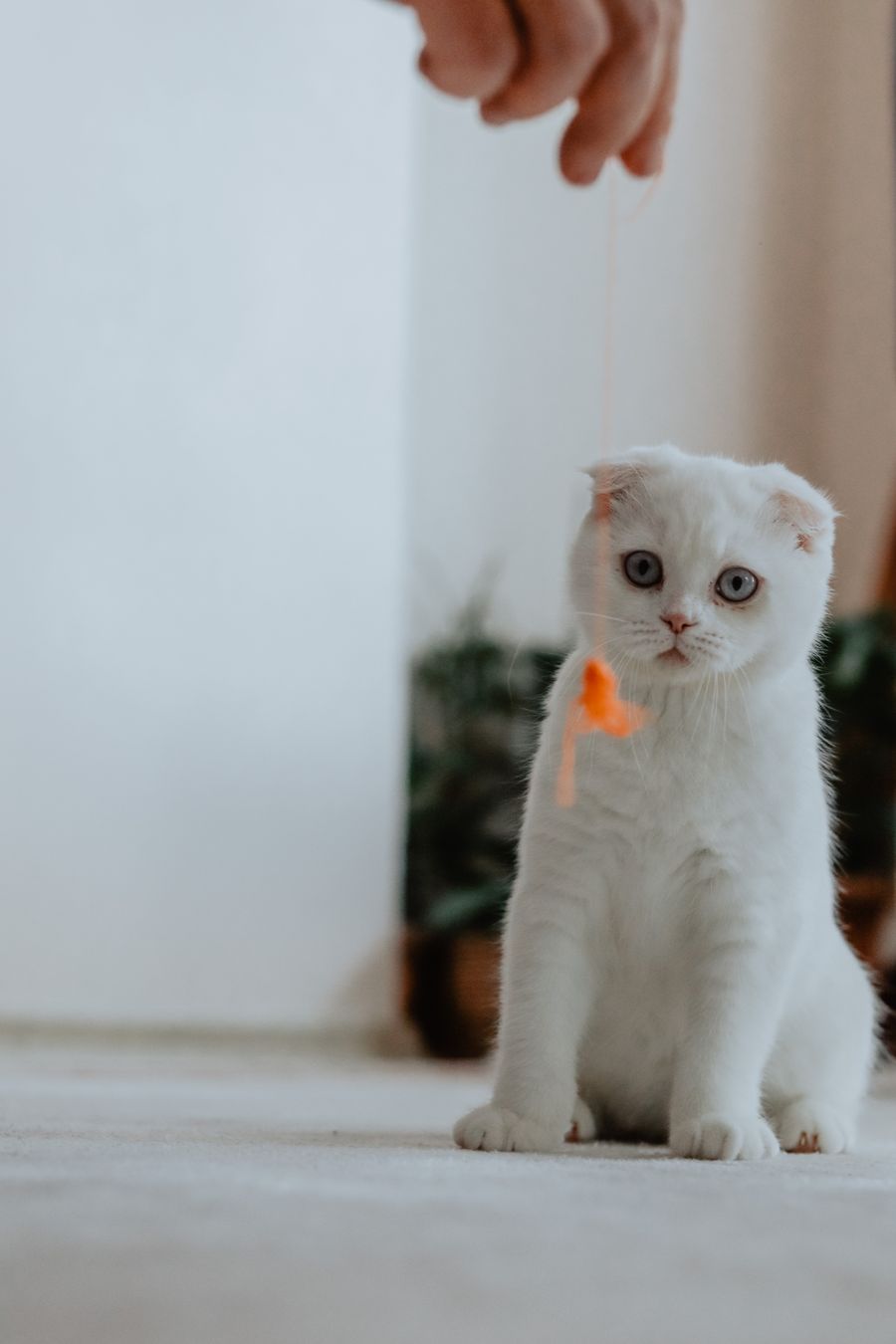 Kitten being gently examined