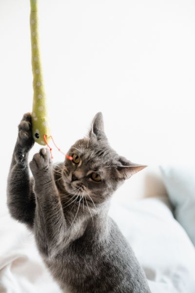 Pexels stock photograph of a cat check-up