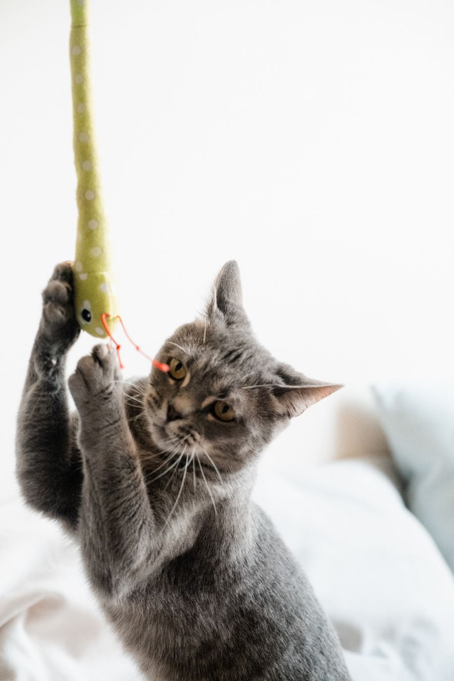 Cat receiving a veterinary check-up