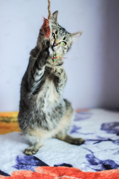 Pexels stock photograph of a tabby cat
