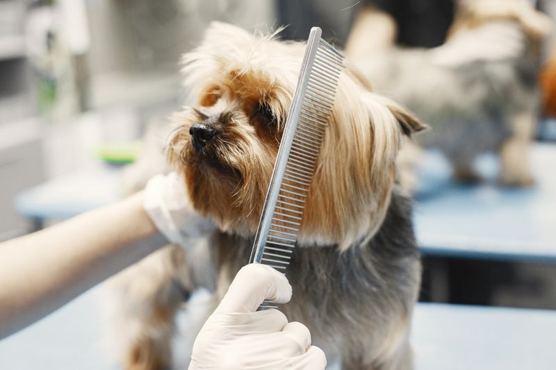 Vet handling a small dog gently